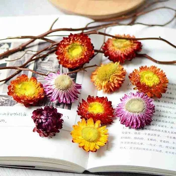 Barvita Chrysanthemum Daisy Cvet Glavo Naravno Sušene Bracteata Rože&pisane Diy Daisy Čaj, Suho Bracteantha Cvetje M7F5